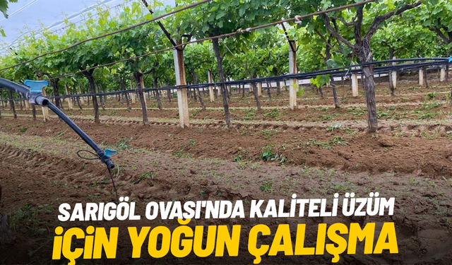 Sarıgöl Ovası'nda kaliteli üzüm için yoğun çalışma
