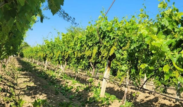 Sarıgöl TARİŞ'te yaş üzüm seferberliği