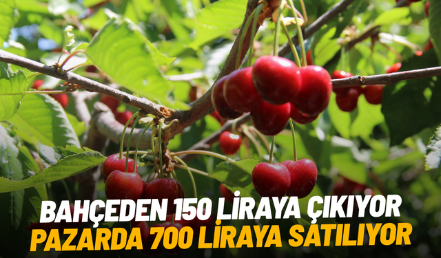 Bahçeden 150 liraya çıkıyor, pazarda 700 liraya satılıyor