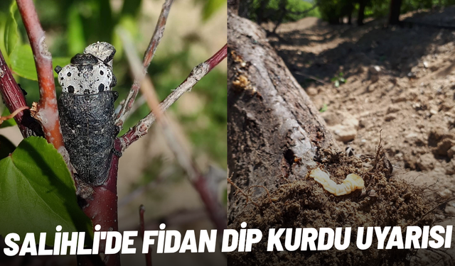 Salihli'de fidan dip kurdu uyarısı