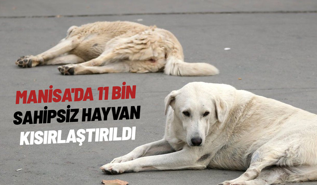 Manisa'da 11 bin sahipsiz hayvan kısırlaştırıldı