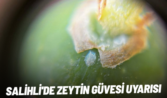 Salihli'de zeytin güvesi uyarısı