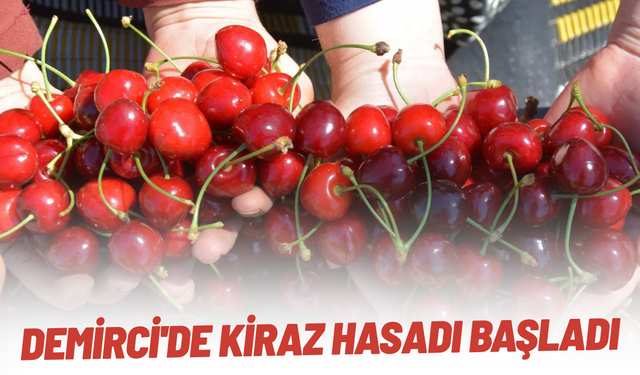 Demirci'de kiraz hasadı başladı