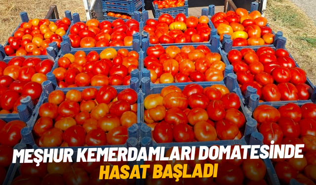 Meşhur Kemerdamları domatesinde hasat başladı