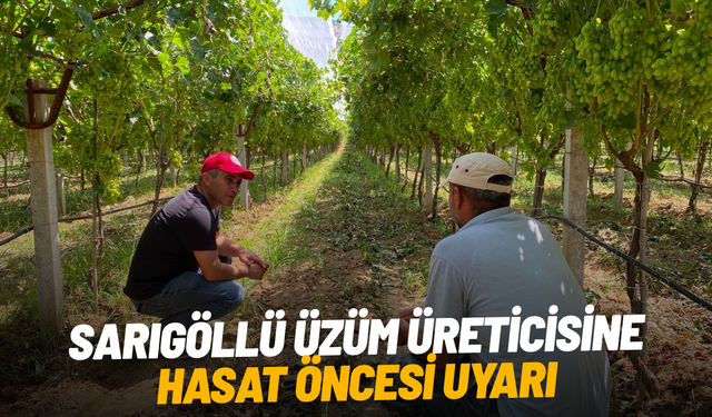 Sarıgöl'de erkence üzüm hasat dönemi yaklaşıyor