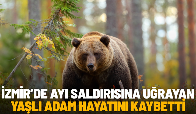 İzmir’de ayı saldırısına uğrayan yaşlı adam hayatını kaybetti
