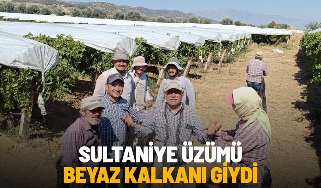 Dünyaca ünlü Sultaniye üzümüne beyaz kalkan