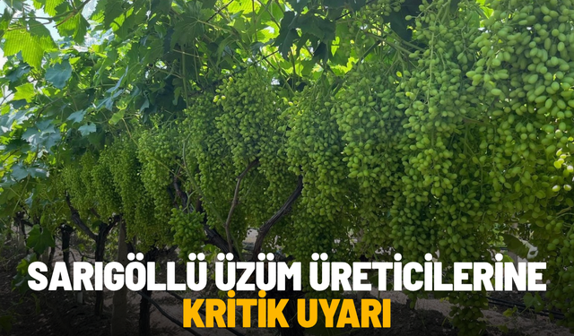 Sarıgöllü üzüm üreticilerine kritik uyarı