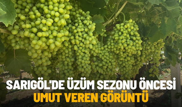 Sarıgöl'de üzüm sezonu öncesi umut veren görüntü