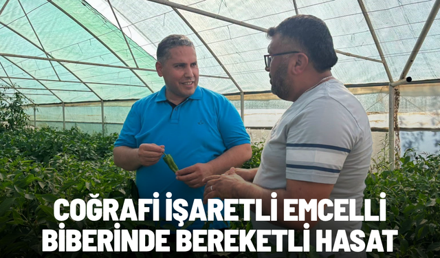 Coğrafi İşaretli Emcelli biberinde bereketli hasat