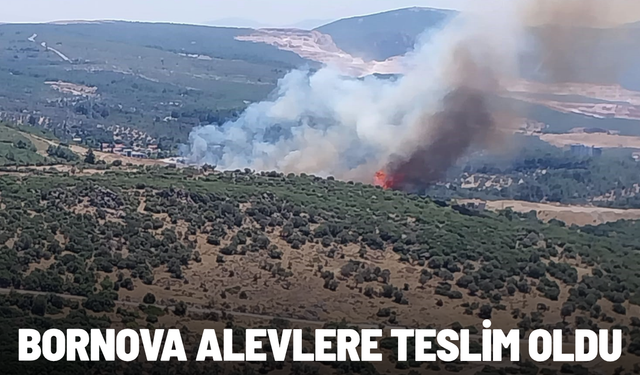 Bornova'daki orman yangınına havadan ve karadan müdahale