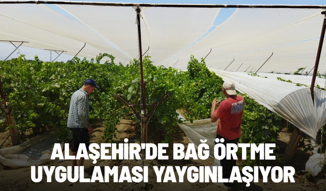 Alaşehir'de bağ örtme uygulaması yaygınlaşıyor