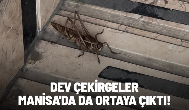 Dev çekirgeler Manisa'da da ortaya çıktı