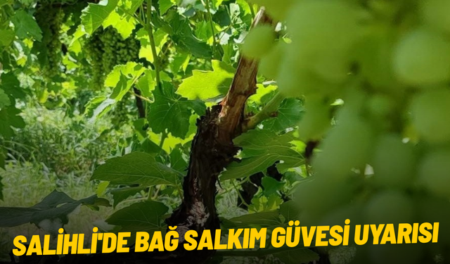 Salihli'de bağ salkım güvesi uyarısı