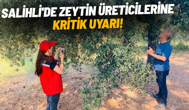 Salihli'de zeytin üreticilerine kritik uyarı