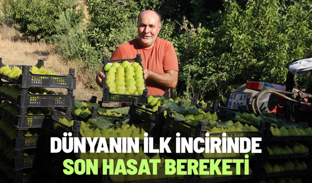 Dünyanın ilk incirinde son hasat bereketi