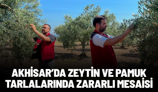 Akhisar’da zeytin ve pamuk tarlalarında zararlı mesaisi