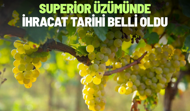 Superior üzümünde ihracat tarihi belli oldu
