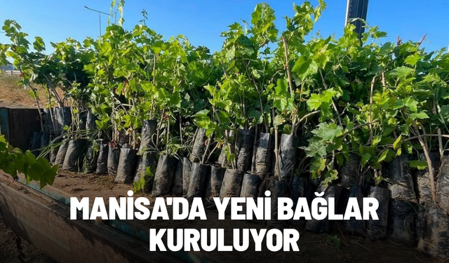 Manisa'da yeni bağlar kuruluyor