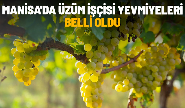 Manisa'da 2026 üzüm işçisi yevmiyeleri belli oldu
