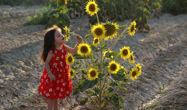 Ayçiçeği tarlaları fotoğrafçıların yeni gözdesi oldu