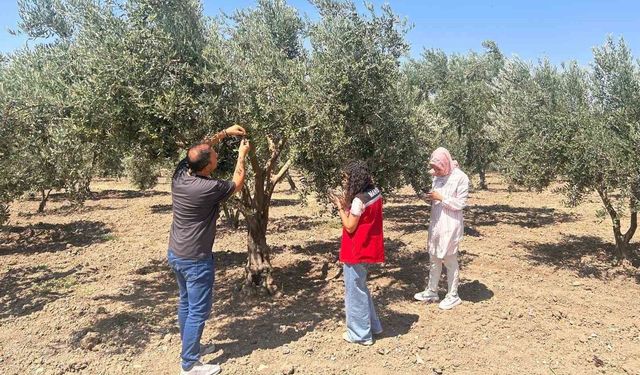 Zeytin sineğine karşı Manisa'da bahçeler tek tek kontrol ediliyor