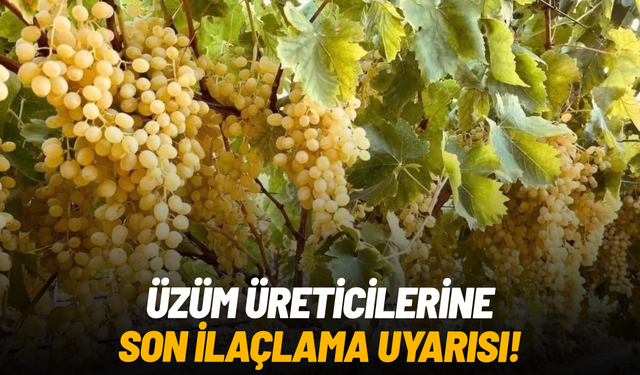 Üzüm üreticilerine son ilaçlama uyarısı