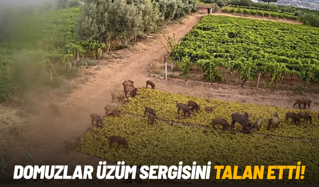 Domuzlar üzüm sergisini talan etti