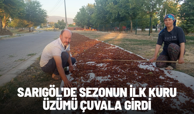 Sarıgöl'de sezonun ilk kuru üzümü çuvala girdi