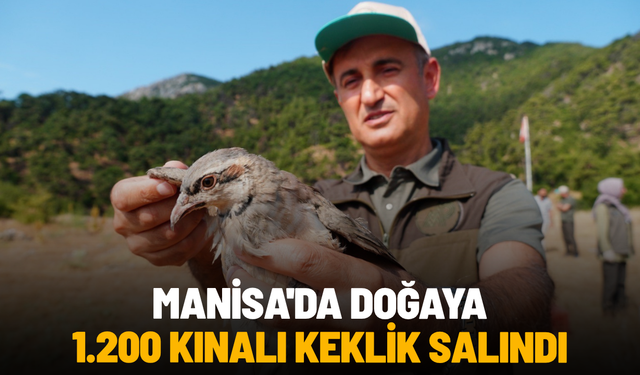 Manisa'da doğaya bin 200 kınalı keklik salındı