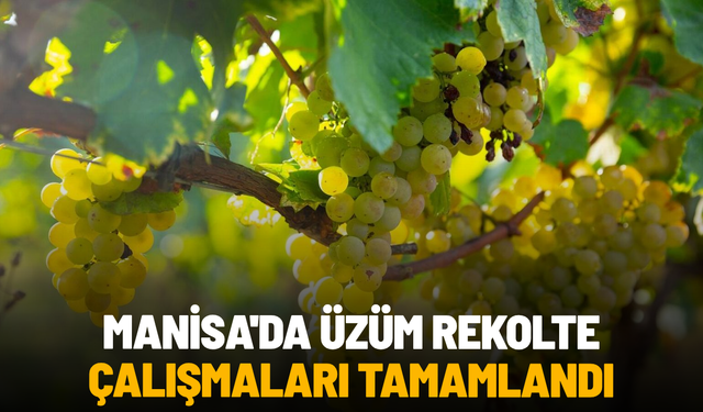 Manisa'da üzüm rekolte çalışmaları tamamlandı
