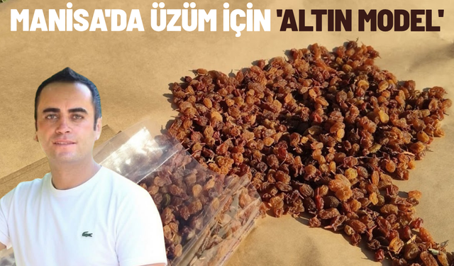 Manisa'da üzüm için 'Altın Model'
