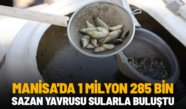 Manisa'da 1 milyon 285 bin sazan yavrusu sularla buluştu