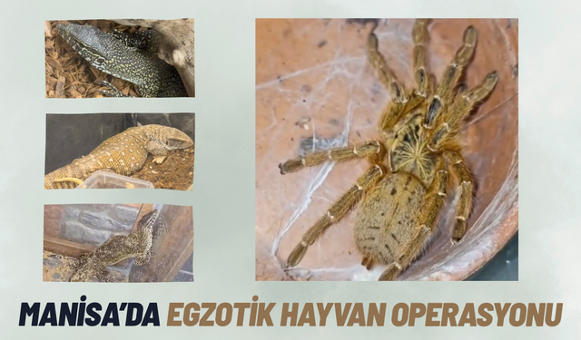 Manisa'da egzotik hayvan operasyonu: 61 yaban hayvanı kurtarıldı