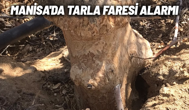 Manisa'da tarla faresi alarmı