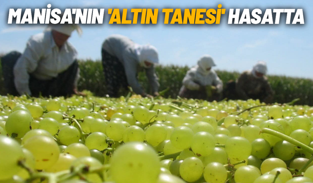 Manisa'nın 'altın tanesi' hasatta