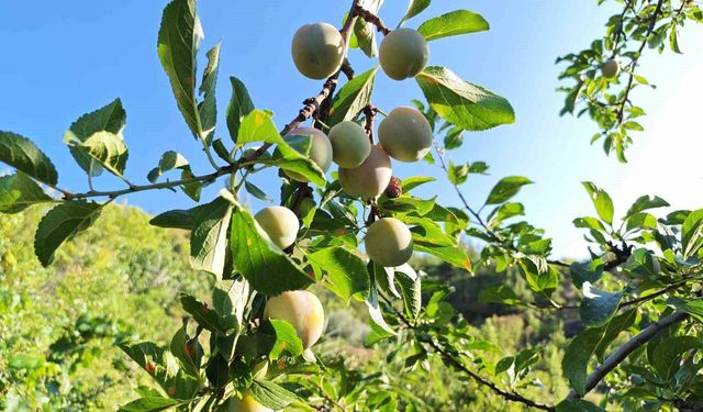 Manisa'da 138 yıllık lezzette hasat başladı