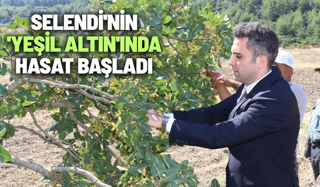 Selendi'nin 'Yeşil Altın'ında hasat başladı