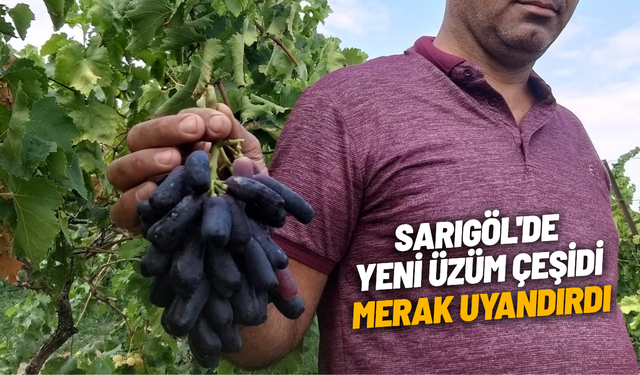 Sarıgöl'de yeni üzüm çeşidi merak uyandırdı