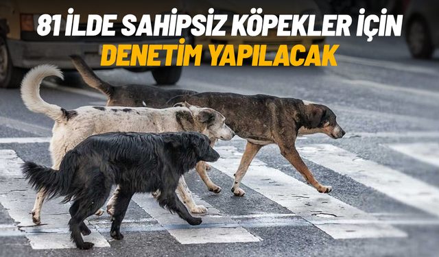 81 ilde sahipsiz köpekler için denetim yapılacak
