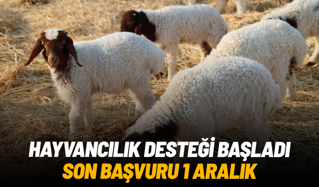 Hayvancılık desteği başladı, son başvuru 1 Aralık