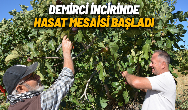 Demirci incirinde hasat mesaisi başladı