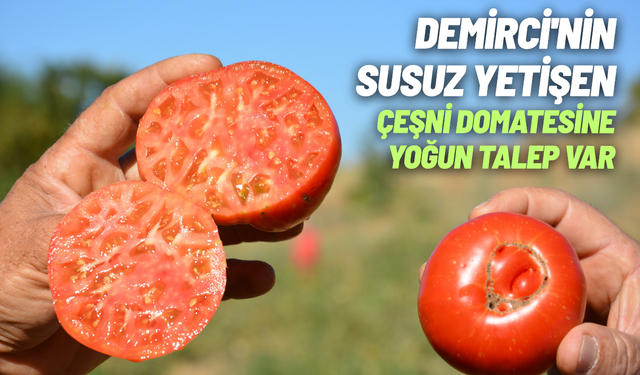 Demirci'nin susuz yetişen çeşni domatesine yoğun talep var