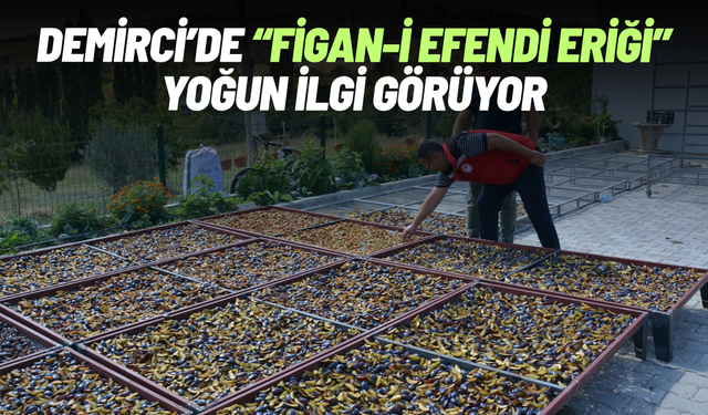 Demirci'de 'Figan-i Efendi Eriği' yoğun talep görüyor