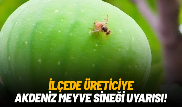 İlçede üreticiye Akdeniz Meyve Sineği uyarısı!