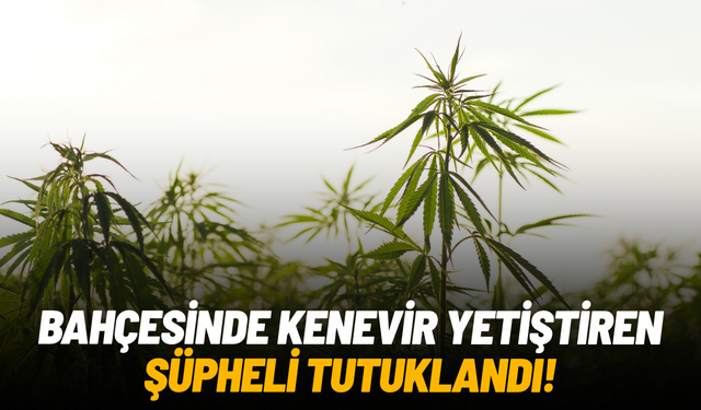 Bahçesinde kenevir yetiştiren şüpheli tutuklandı