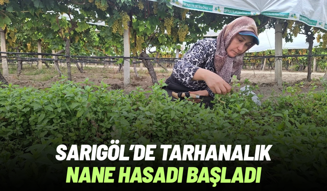 Sarıgöl’de tarhanalık nane hasadı başladı