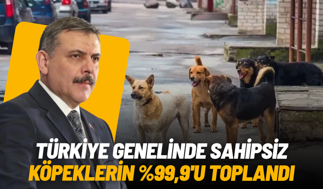 Bakan Çiftçi açıkladı: Sokak köpeklerinin yüzde 99,9’u toplandı
