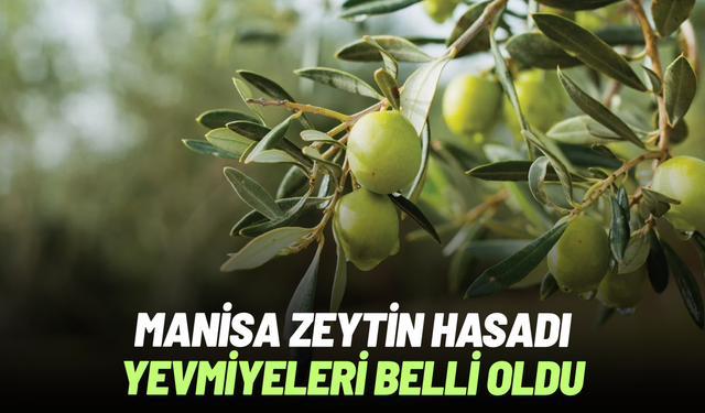 Manisa’da zeytin hasadı yevmiyeleri belli oldu