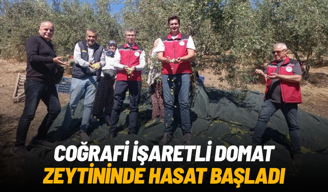 Coğrafi işaretli Domat zeytininde hasat başladı